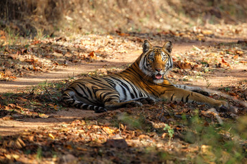 Naklejka na ściany i meble Female tiger in Bandhavgarh National Park in India