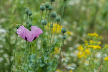 Lilac poppies and seed heads