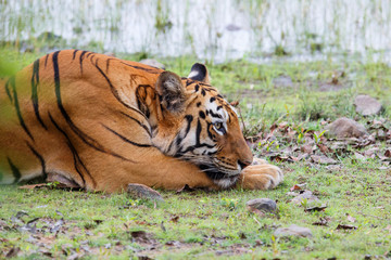 Female tiger in Todoba National Park in India