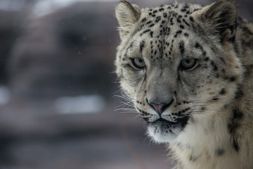 Fototapeta na wymiar portrait of a snow leopard