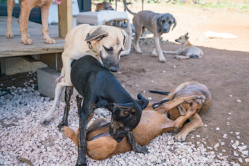 Rescue Dogs at a animal sanctuary Views around the Caribbean isalnd of Curacao