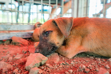 Rescue Dogs at a animal sanctuary Views around the Caribbean isalnd of Curacao