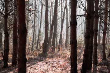 Autumn forest with tree trunks