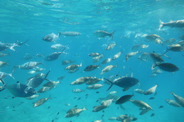 Obraz premium The underwater world of the Mediterranean Sea of Crete