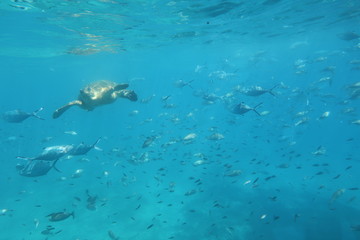 Obraz premium The underwater world of the Mediterranean Sea of Crete