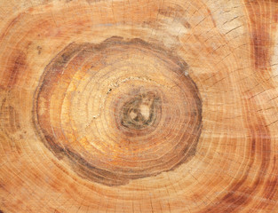 tree stump with the eye in center. Wooden background