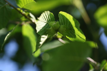 green leaves of a  nuts tree