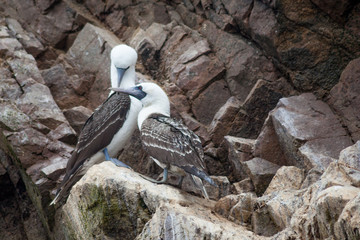 A pair of Peruvian boobies (Sula variegata) sit together on the rocky shoreline.