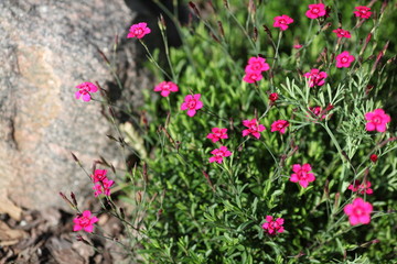 flowers in the garden