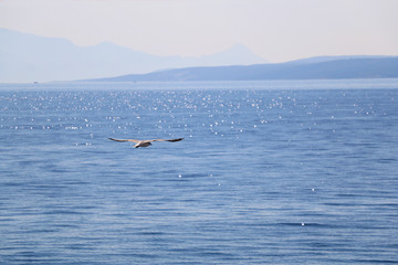 Fototapeta na wymiar Seagulls flying over the sea. Selective focus, beautiful blue background.