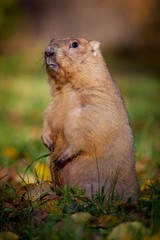 The bobak or steppe marmot in autumn park