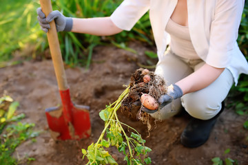 Fototapeta premium Woman shod in boots digs potatoes in her garden.