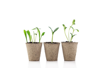 Young plants in pots isolated on white background