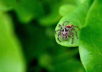 Spider