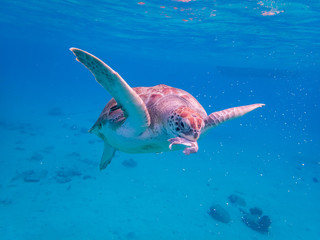 Snorkelling at the Tug Boat Views around the Caribbean isalnd of Curacao