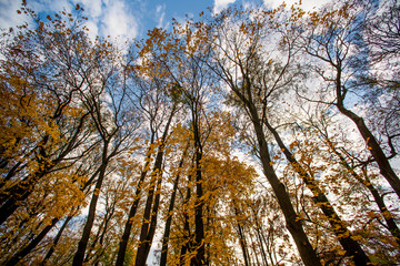Crones of autumn trees with yellow leaves against a sky
