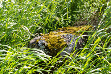 Large, overgrown with lichens and moss, a stone in the green grass.