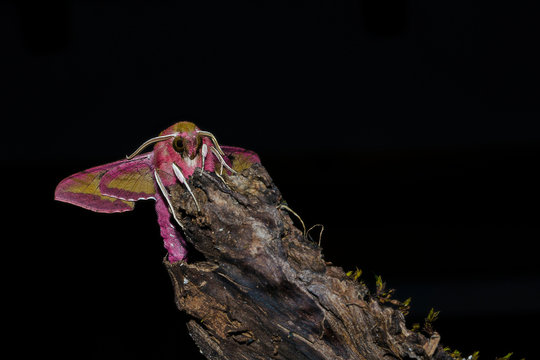 Pink moth sitting on a wooden stick