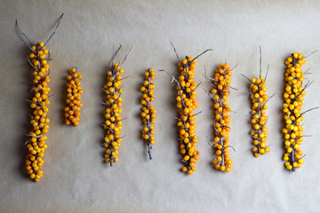 buckthorn branches on the table