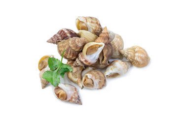 Uncooked fresh common whelks or sea snails isolated on a white studio background.