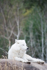 Obraz premium Arctic wolf lying on a rock with its eyes closed in light snowfall