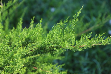 Juniper green leaves
