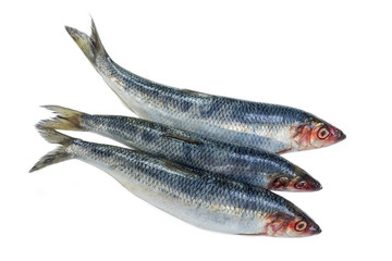 Three Fresh Herring fish isolated on white background