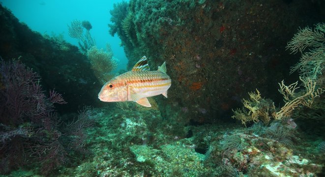 Salmonete 