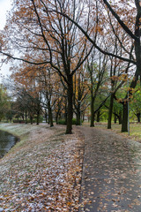 Fototapeta premium simple countryside forest road in perspective