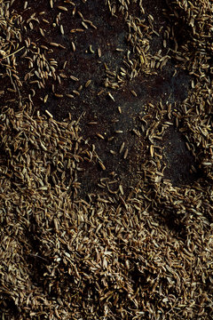 Wild Mountain Cumin from Badakhshan, Afghanistan