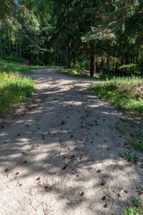 simple countryside forest road in perspective