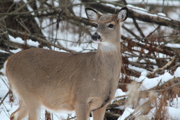 Lynde Shores deer pt 3