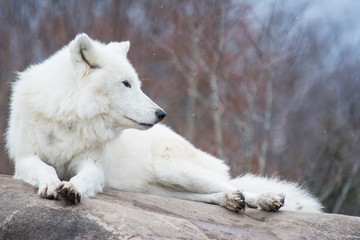 White wolf lying on a rock in light snowfall