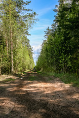 simple countryside forest road in perspective
