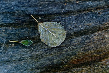 frozen wooden background with ice