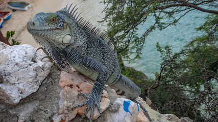 Iguanas - Views around the Caribbean isalnd of Curacao