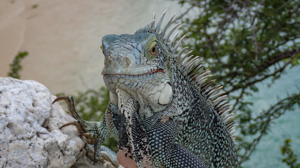 Iguanas - Views around the Caribbean isalnd of Curacao