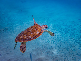 Snorkelling Views around the Caribbean isalnd of Curacao