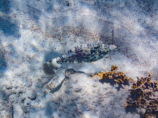 Snorkelling Views around the Caribbean isalnd of Curacao