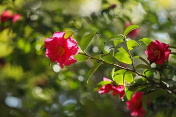 Obraz premium オールドレンズで撮る山茶花