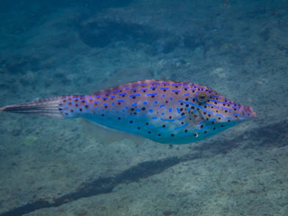 Snorkelling Views around the Caribbean isalnd of Curacao