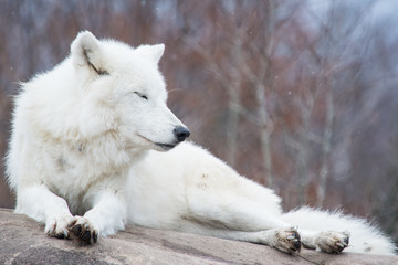 Obraz premium White wolf lying on a rock with its eyes closed in light snowfall
