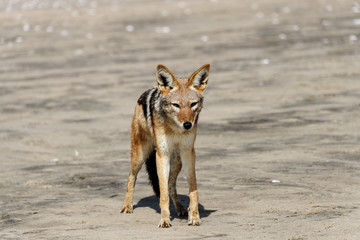 A black back jackal in Namibia