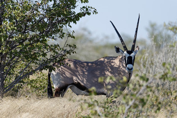 A oryx stands and stares at the camera