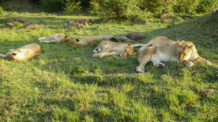 lion rests in the masai mara national park