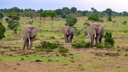 Fototapeta na wymiar elephants in Masai Mara National Park