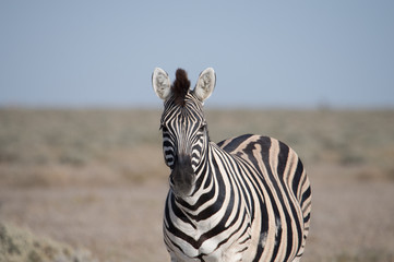 Fototapeta na wymiar A Plains Zebra stands head on to the photographer with ears pricked.