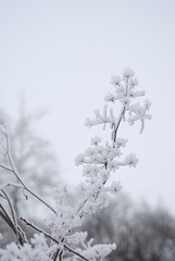 Winter landscape.Winter scene .Frozenned flower