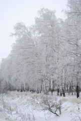 Snowy trunks of birch trees in winter forest