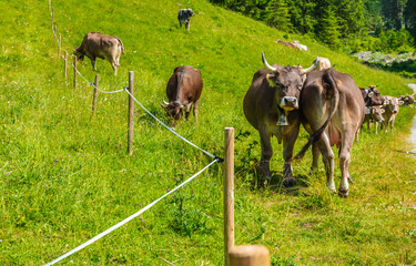 Kühe auf eine Wiese in den Alpen